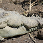 Alligator head 2